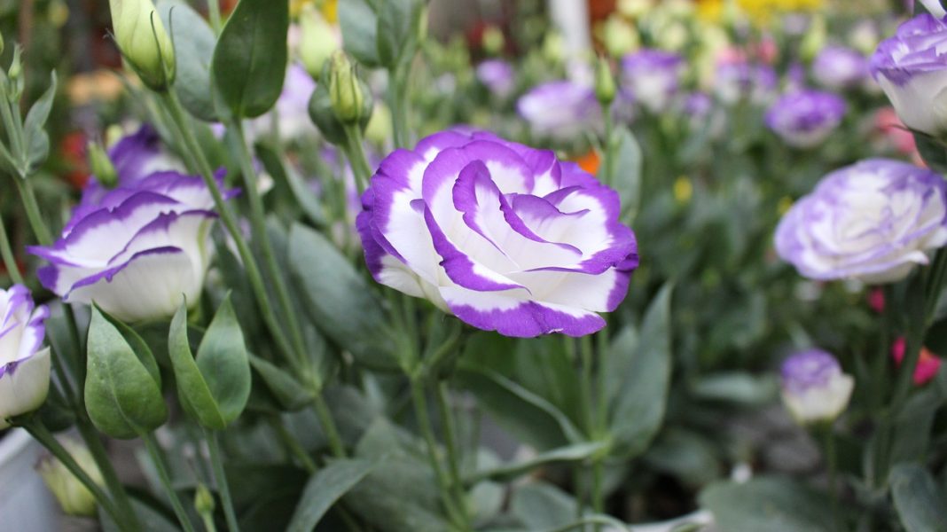 Plante de apartament cu flori colorate Lisianthus, foarte apreciată pentru aspectul său delicat, asemănător cu trandafirii