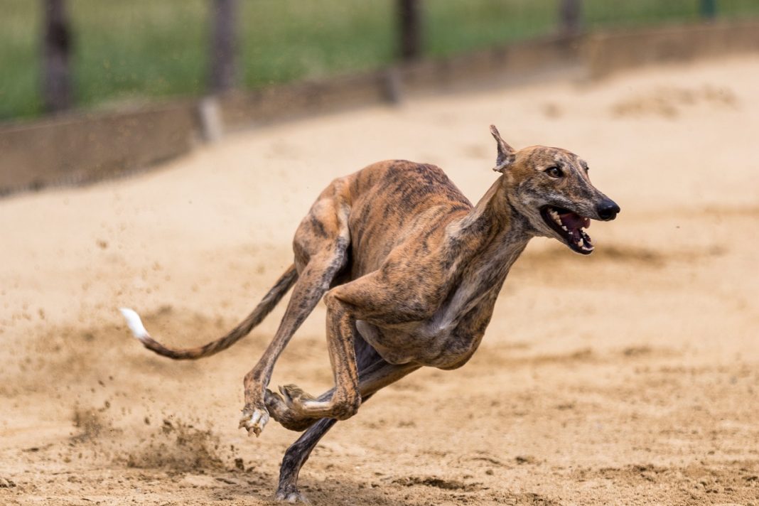 Rasa de câini Greyhound, printre cei mai rapizi și inteligenți