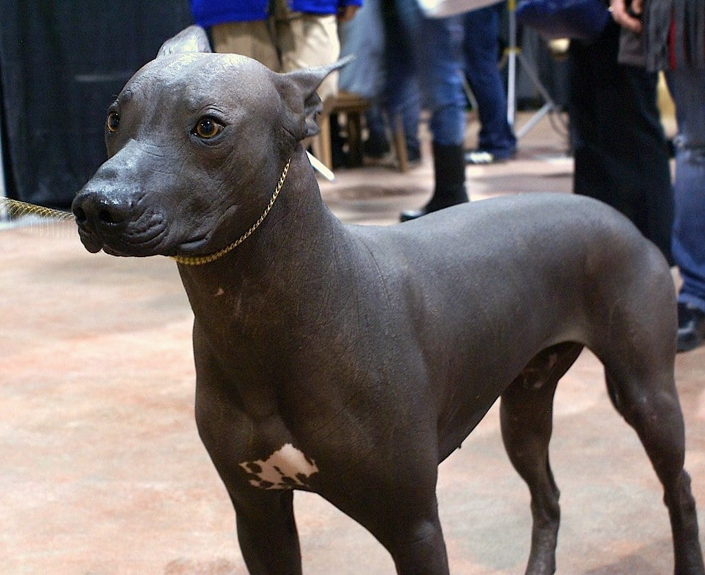 Rasa de câini Xoloitzcuintle considerată una dintre cele mai vechi rase de câini din lume