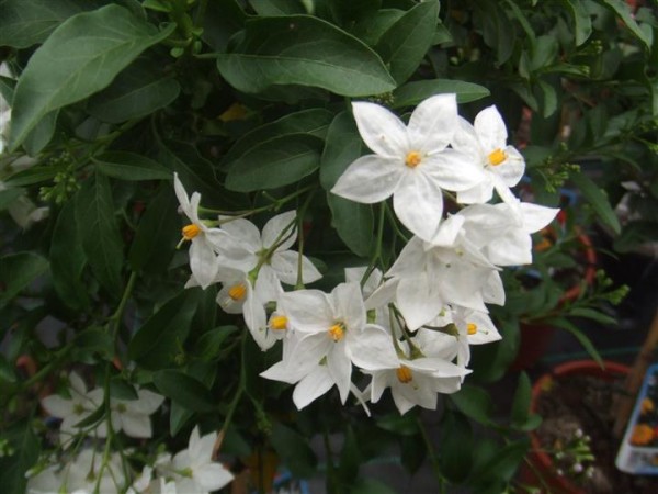 Solanum, Foto: worldheritage.org