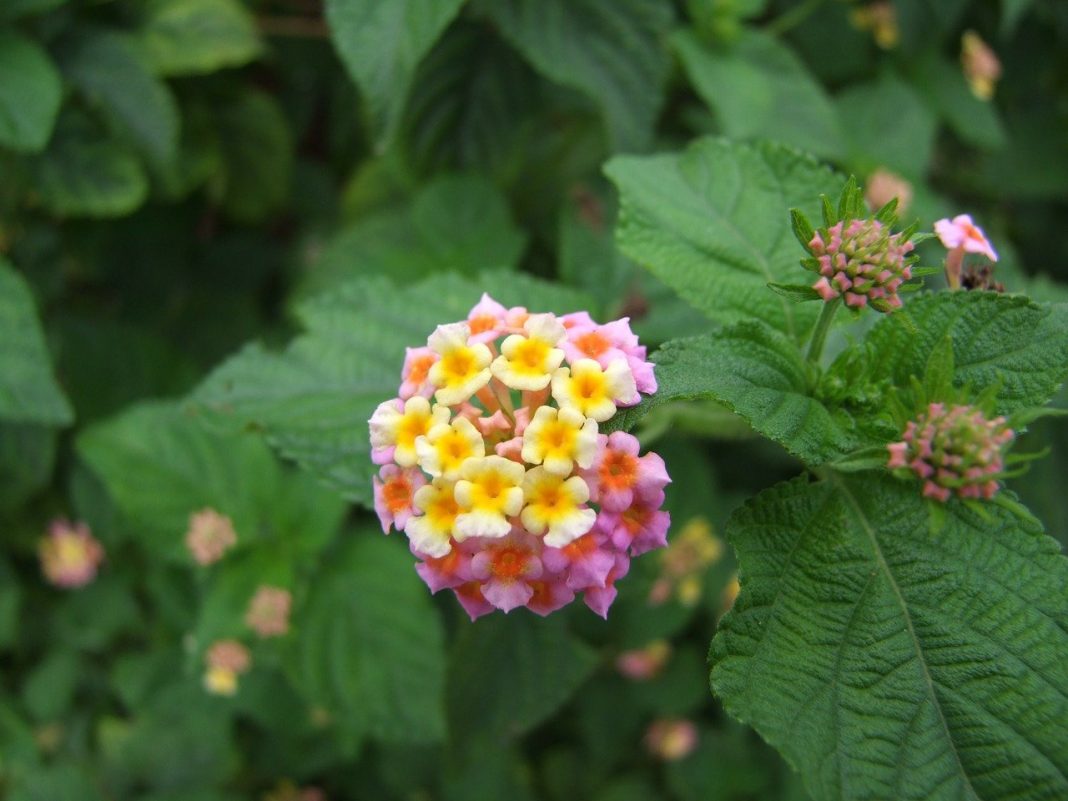 Vezi ce ai nevoie pentru a îngriji planta de grădină Lantana (Cameleonul)