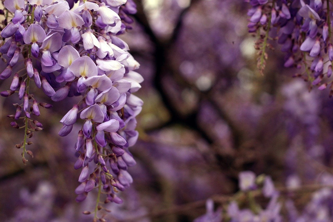 Wisteria