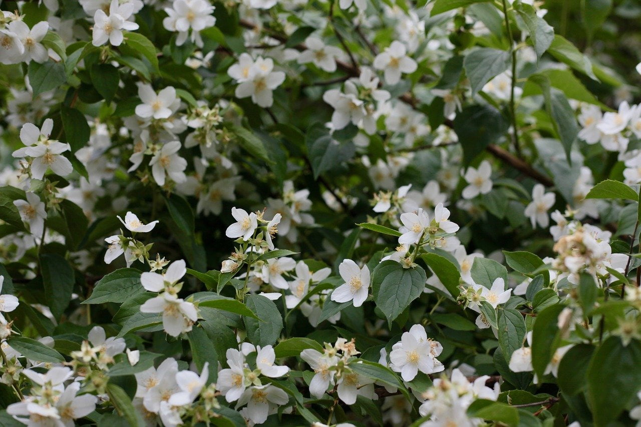 jasmin