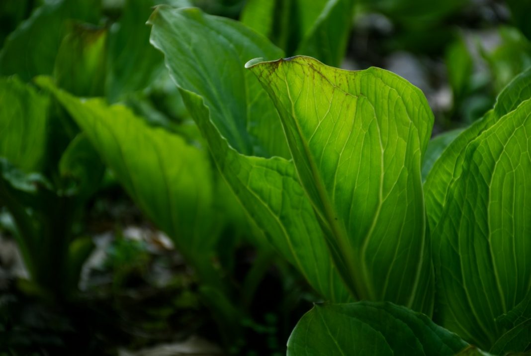 9 ierburi sănătoase din grădină care reprezintă o sursă naturală de vitamine