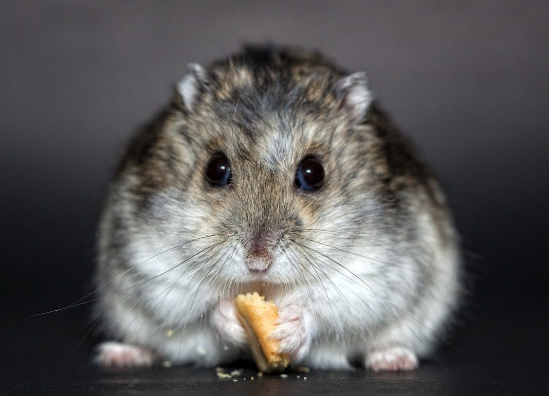 Câteva metode simple prin care se poate diferenția sexul hamsterului