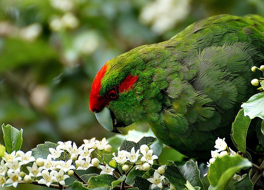 Cyanoramphus novaezelandiae