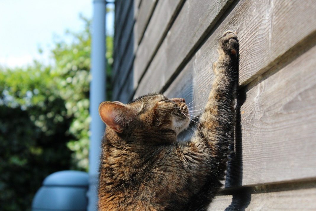 Bartoneloza felină sau boala zgârâieturilor de pisică, vezi care sunt simptomele