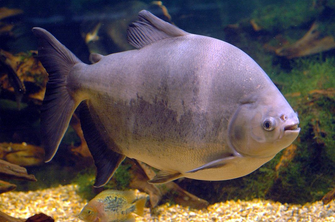 Peștele de acvariu Pacu (Colossoma macropomum) are dinți de om