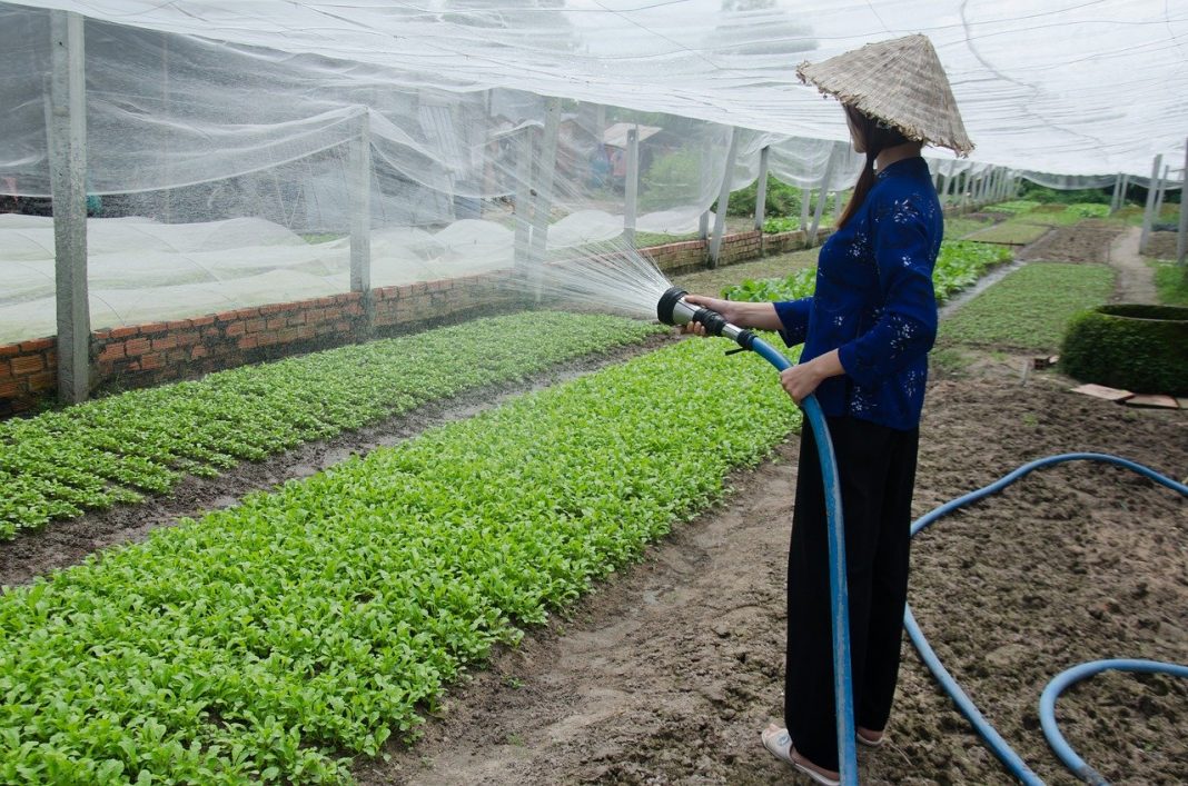 Sfaturi pentru a cultiva toate legumele și plantele aromatice în grădina personală