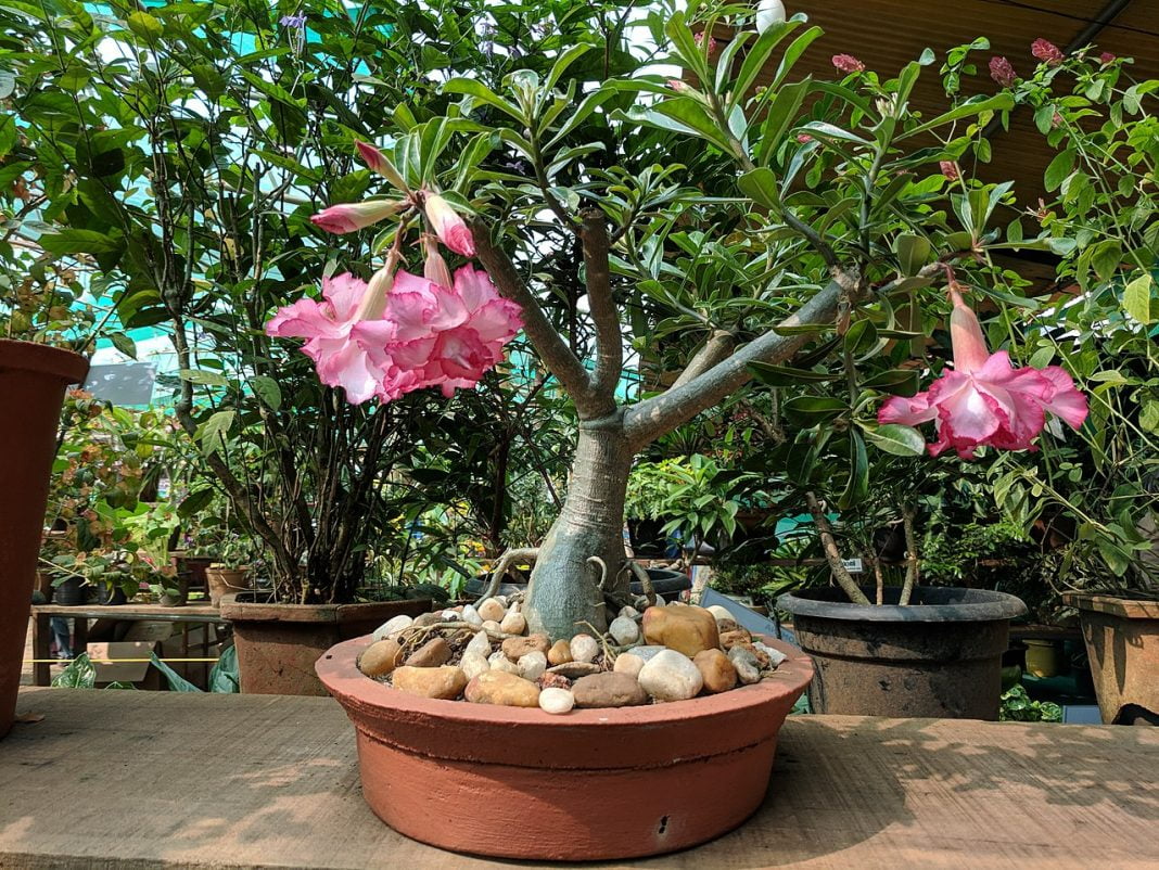 Trandafirul deșertului (Adenium), o plantă de grădină cu tulpina otrăvitoare