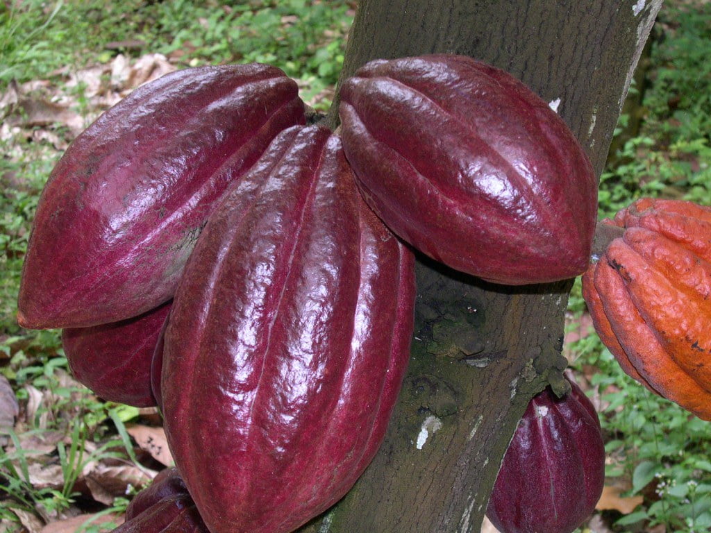 arbore de cacao