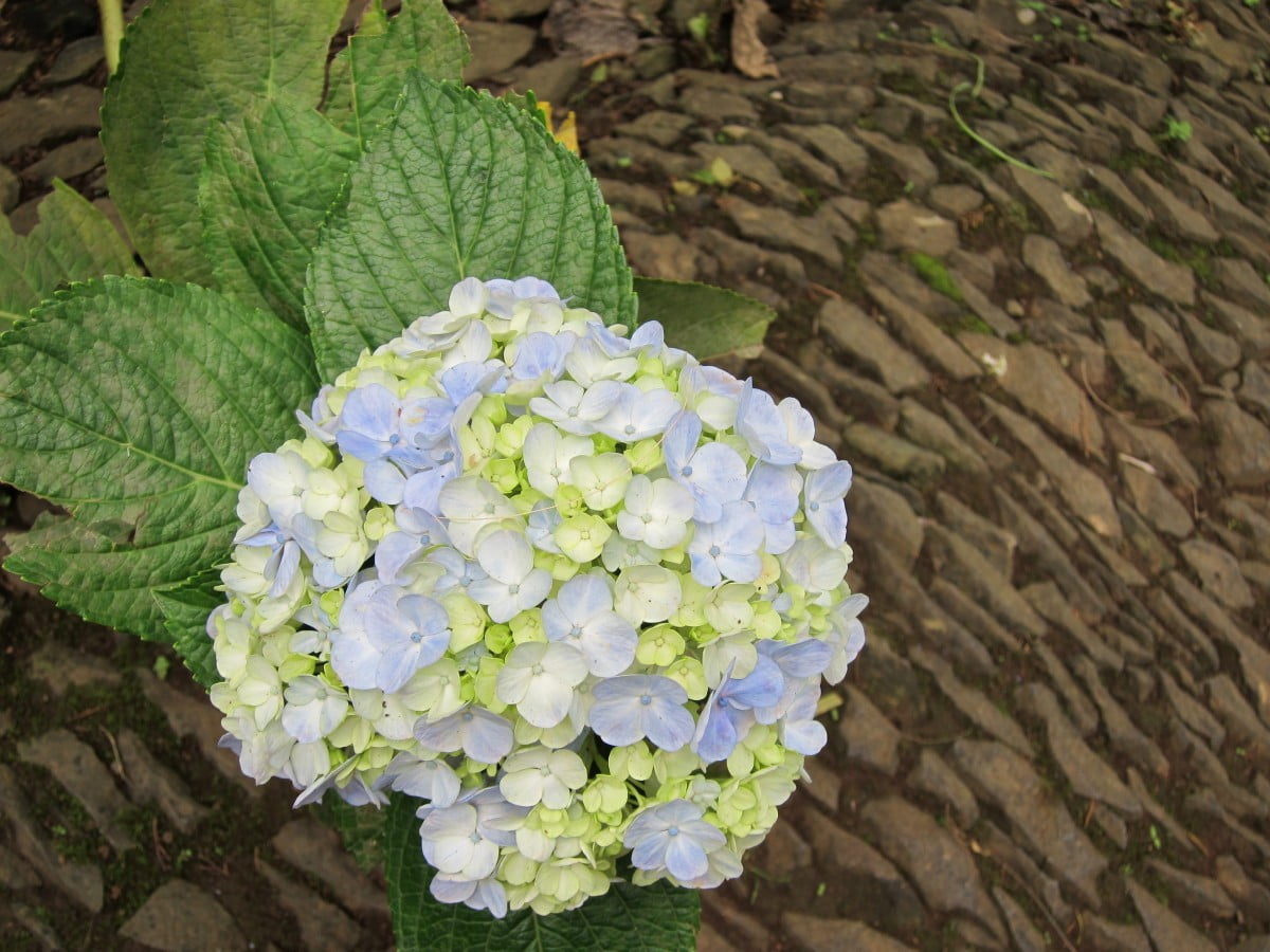 hortensia