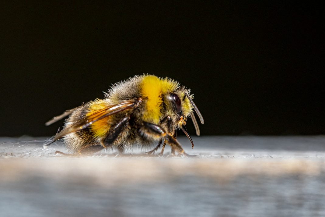 10 insecte benefice grădinăritului pe care nu trebuie să le omori