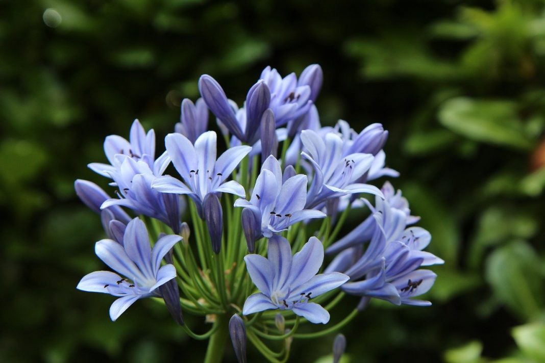 Crinul african Agapanthus - cum să îngrijești această plantă de apartament