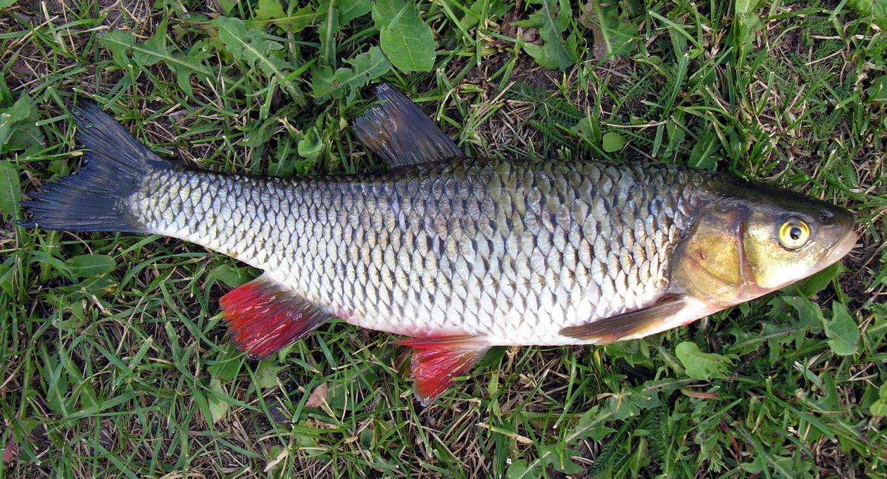 Голавль пресноводные рыбы. Голавль Squalius cephalus. Голавль (Leuciscus cephalus). Головань рыба. Афипский голавль.