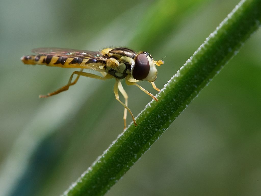 Syrphida