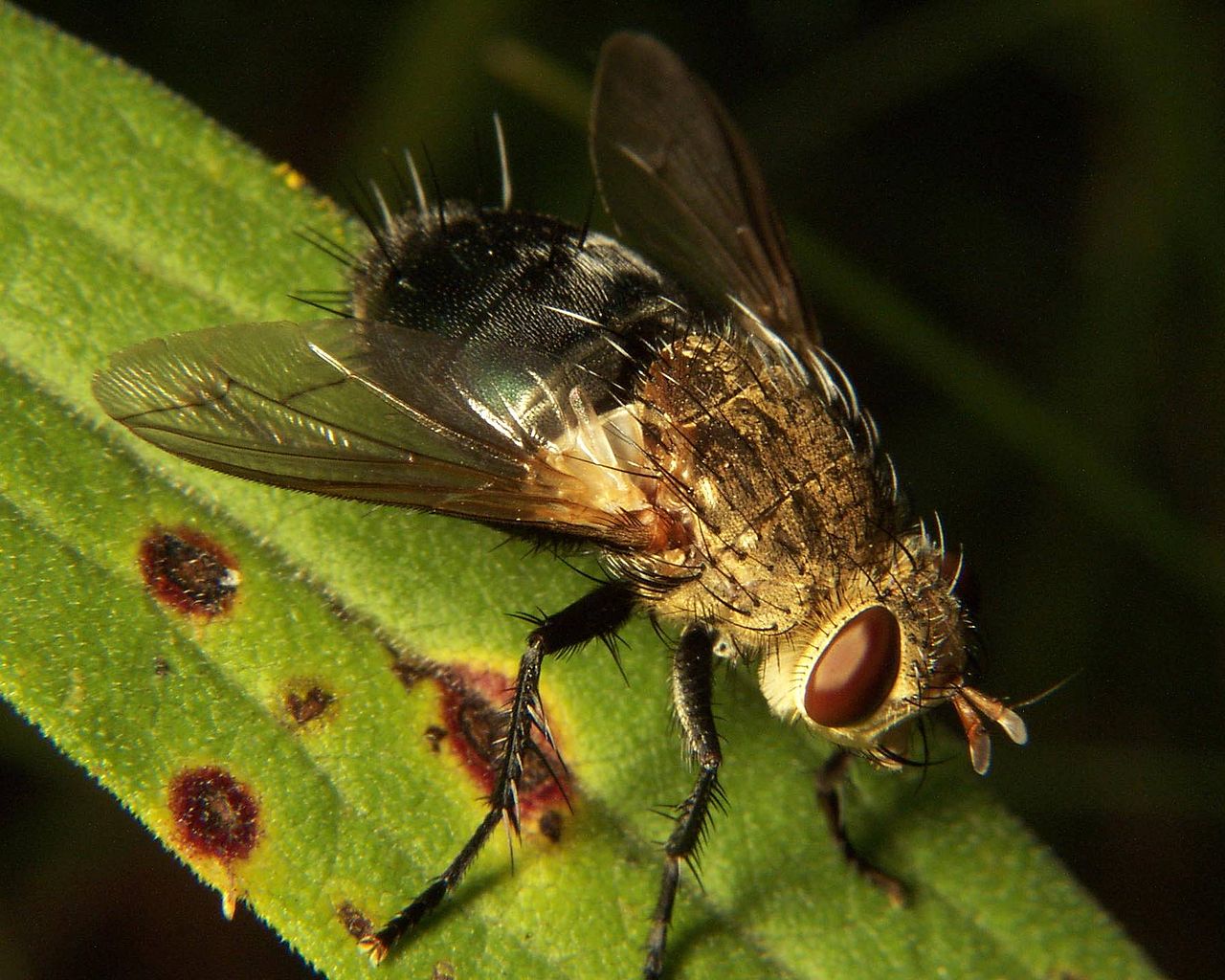 Tachinidae