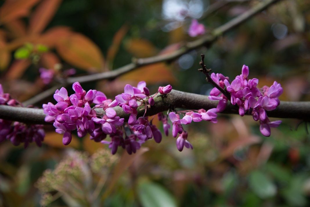 Arborele Iudei, află totul despre acestă specie de plante de grădină