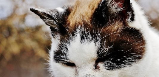 Cardiomiopatia hipertrofică la feline, cum să citești simptomele și care este tratamentul aplicat