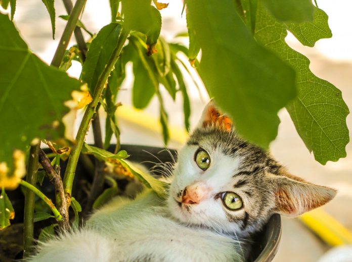 Cele mai toxice plante pentru pisici, vezi de ce să îți ferești 