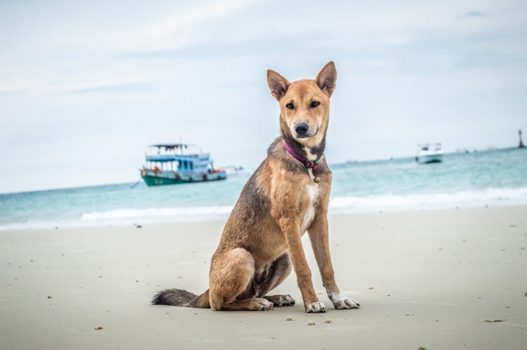Coprofagia canină, o tendință a câinelui ce îi poate pune viața în pericol