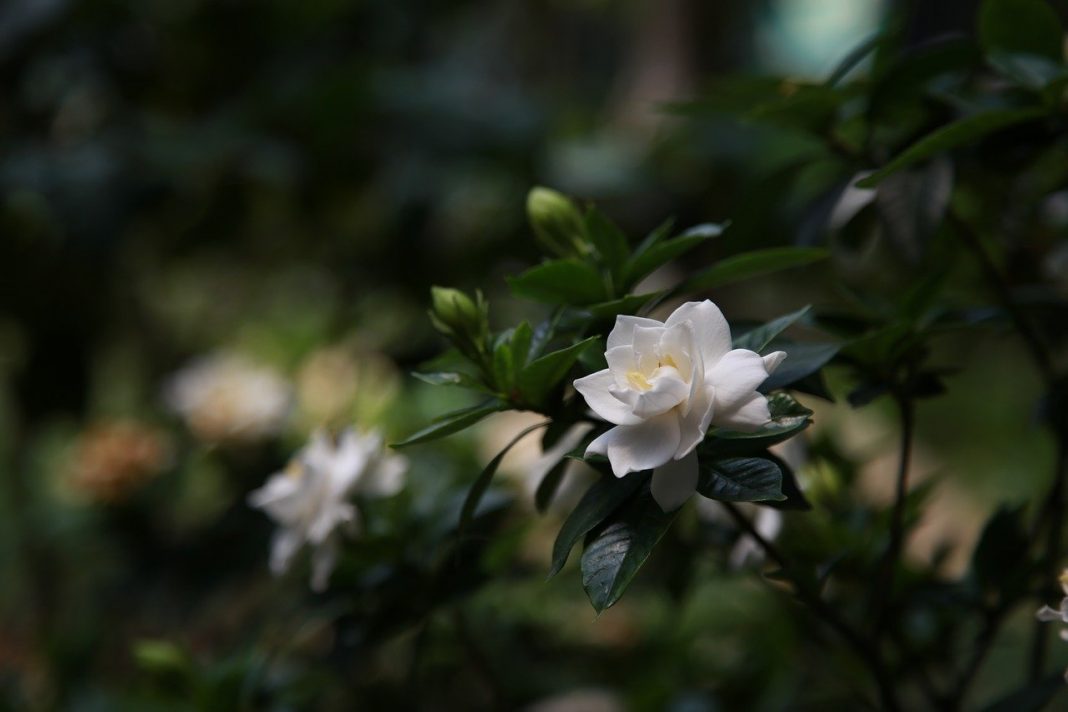 Gardenia - o floare ornamentală de apartament ce are nevoie de udare frecventă