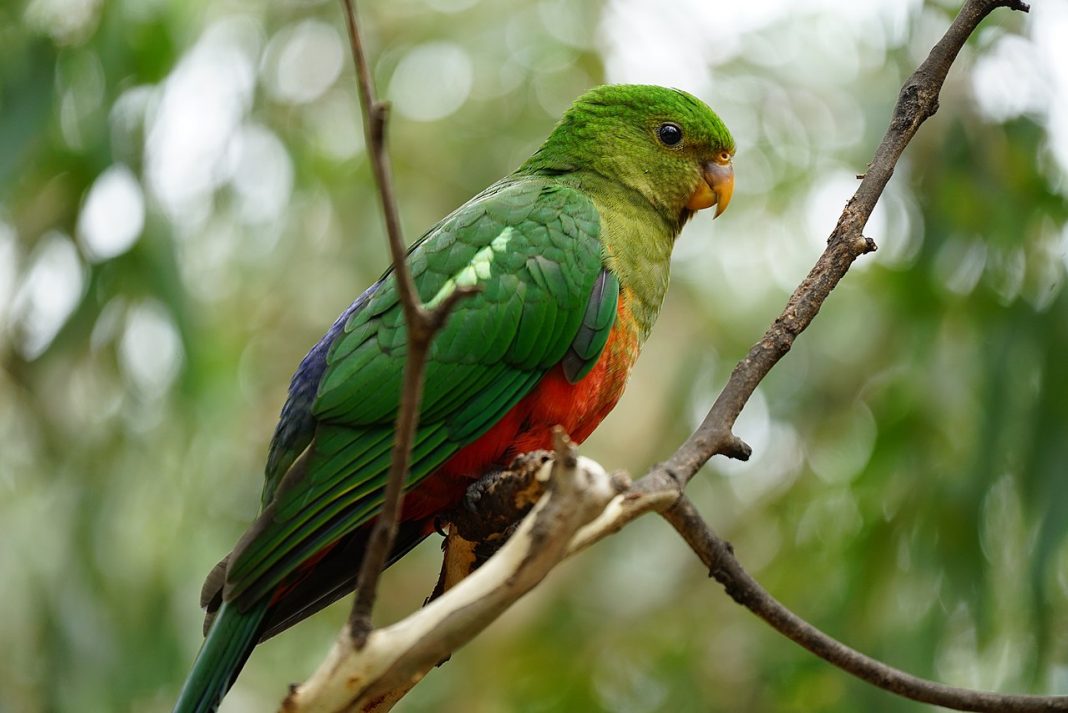 Papagalul rege australian (Alisterus scapularis), o specie de păsări foarte afectuoasă și inteligentă