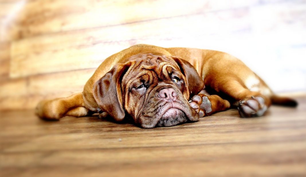 Piodermita superficială, o boală comună și des întâlnită la câini