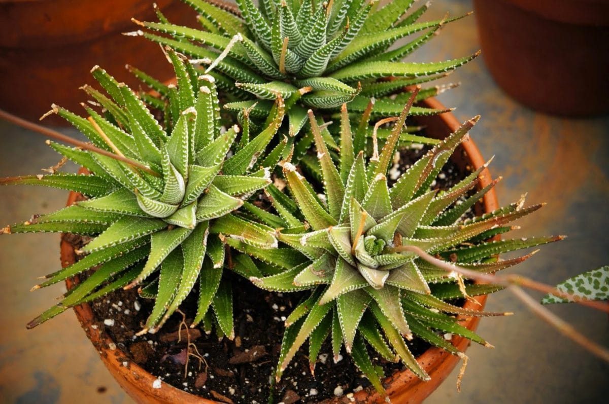 aloe vera