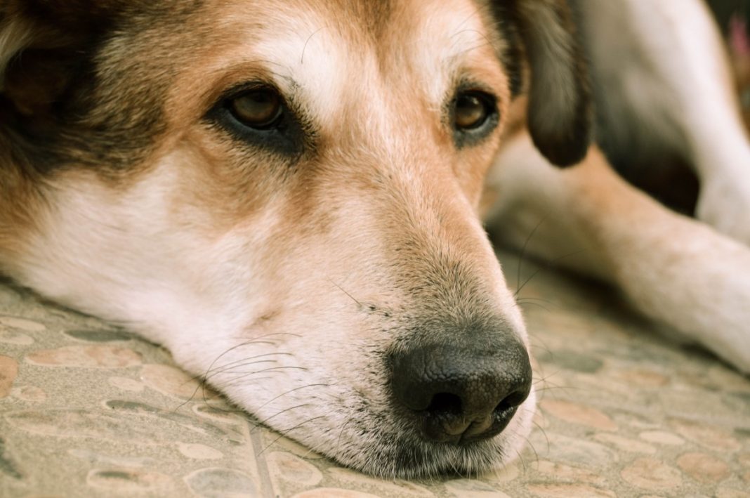 Cancer hepatic canin, o boală cronică ce apare la toate rasele, indiferent de vârstă