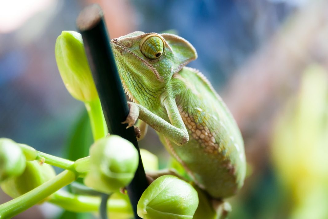 Cum ar trebui hrăniți cameleonii și în ce constă meniul acestor reptile de terariu