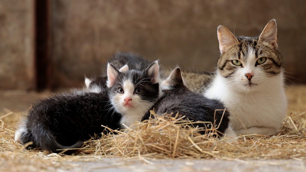 Eclampsia la pisici - vezi cauzele apariției hipocalcemiei sau a febrei laptelui