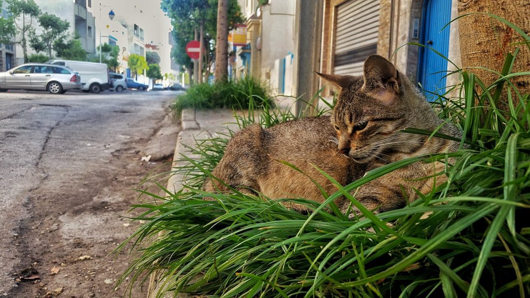 Guturaiul la pisici - vezi care sunt simptomele și ce tratament trebuie urmat