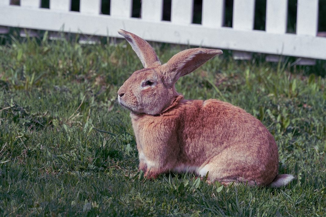 Rozătoare potrivite ca și animale de companie - iepurele belgian, o rasă inteligentă și rară