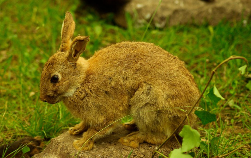 Vânat mic, vezi ce presupune acest sport și ce animale sunt permise