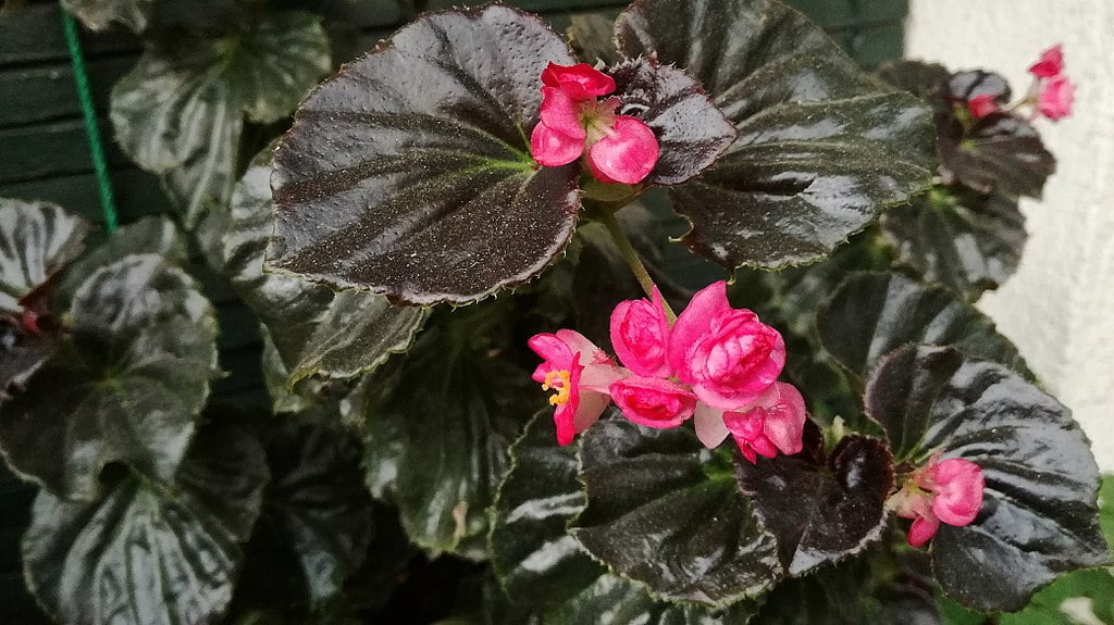 Begonia