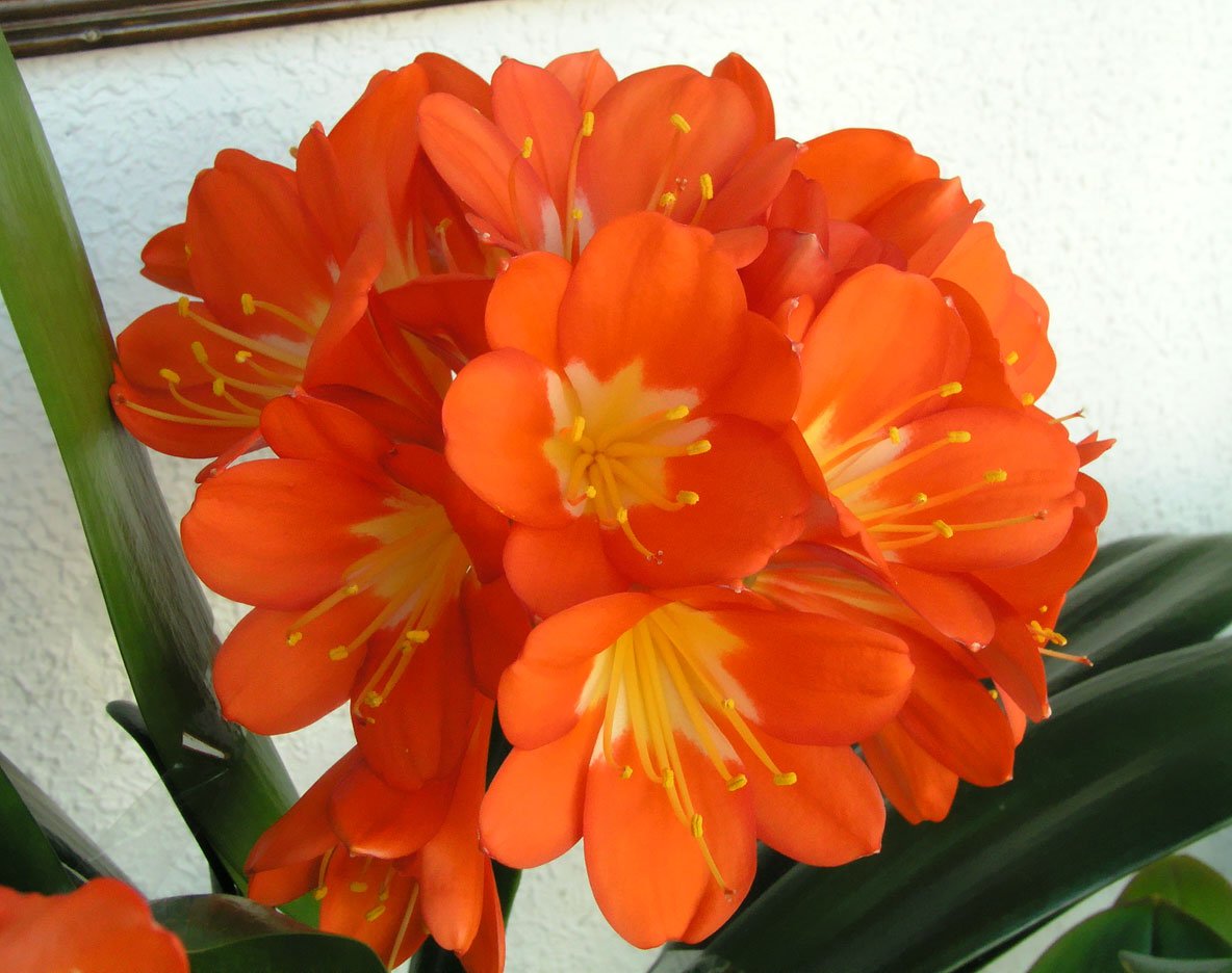 Clivia