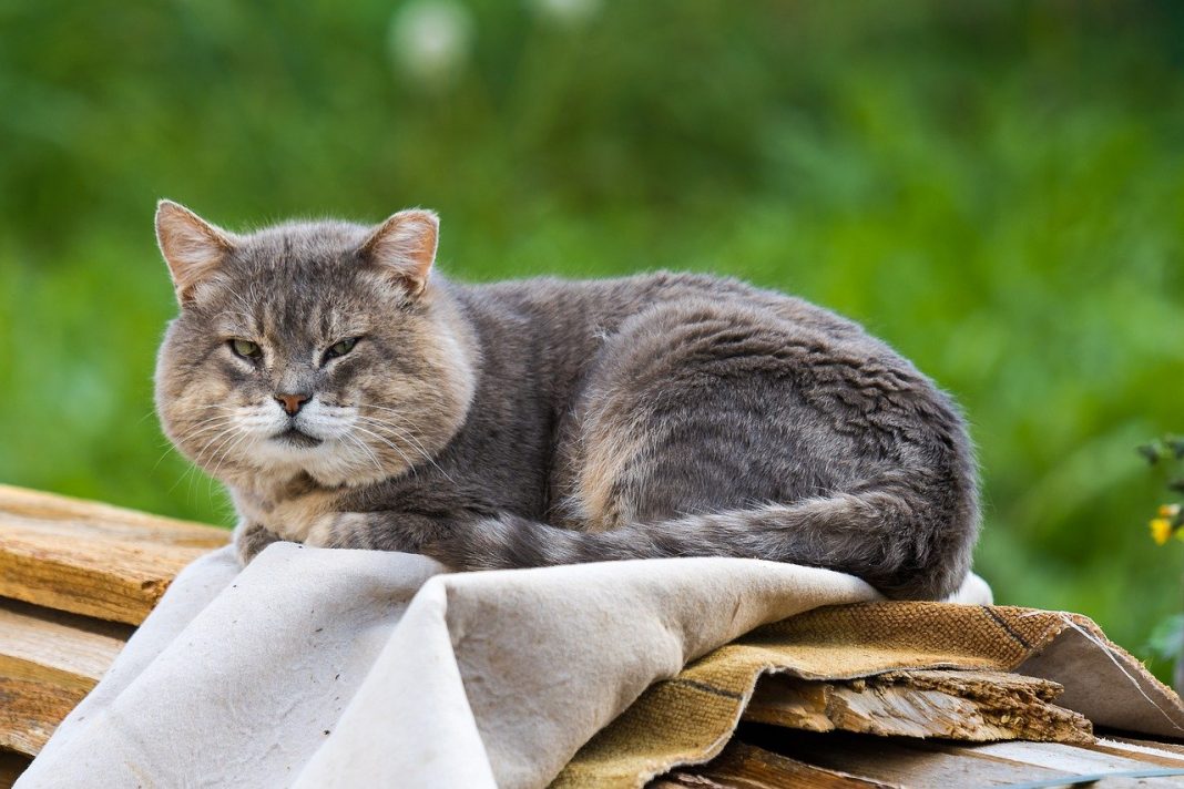 Cum se tratează leucoza felină, una din cele mai grave boli la pisici