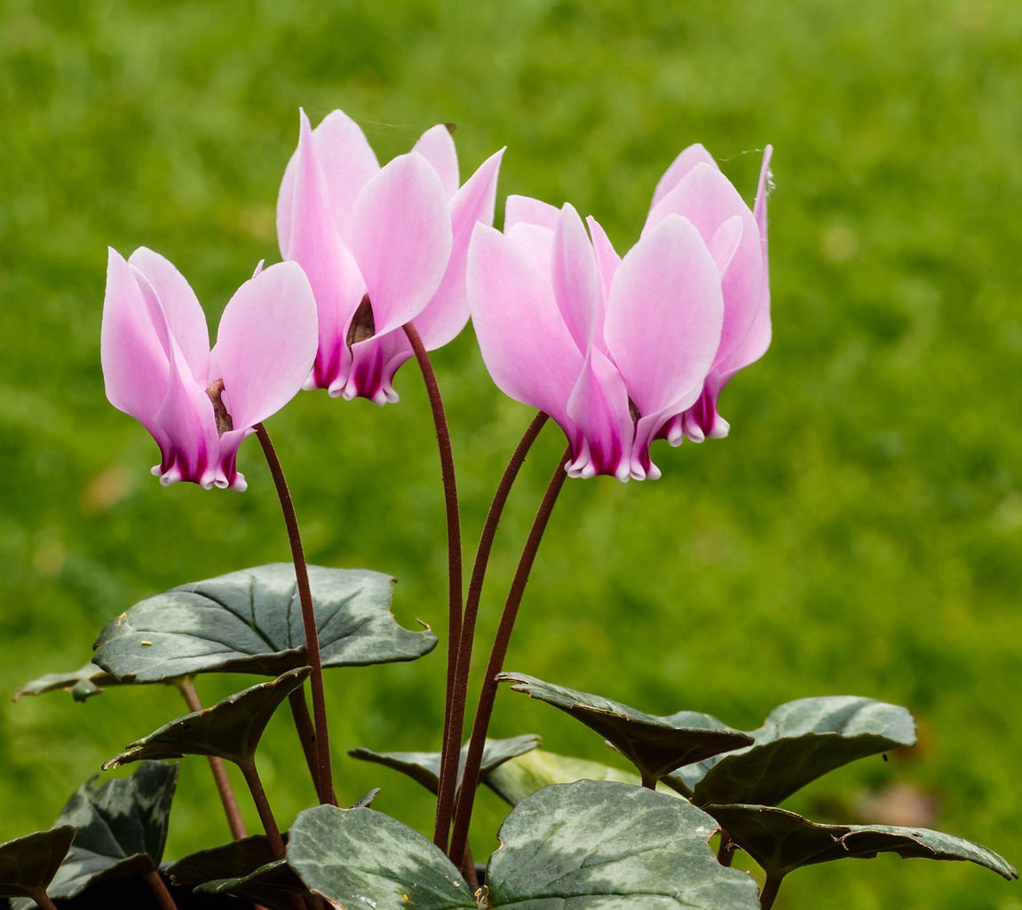 Cyclamen