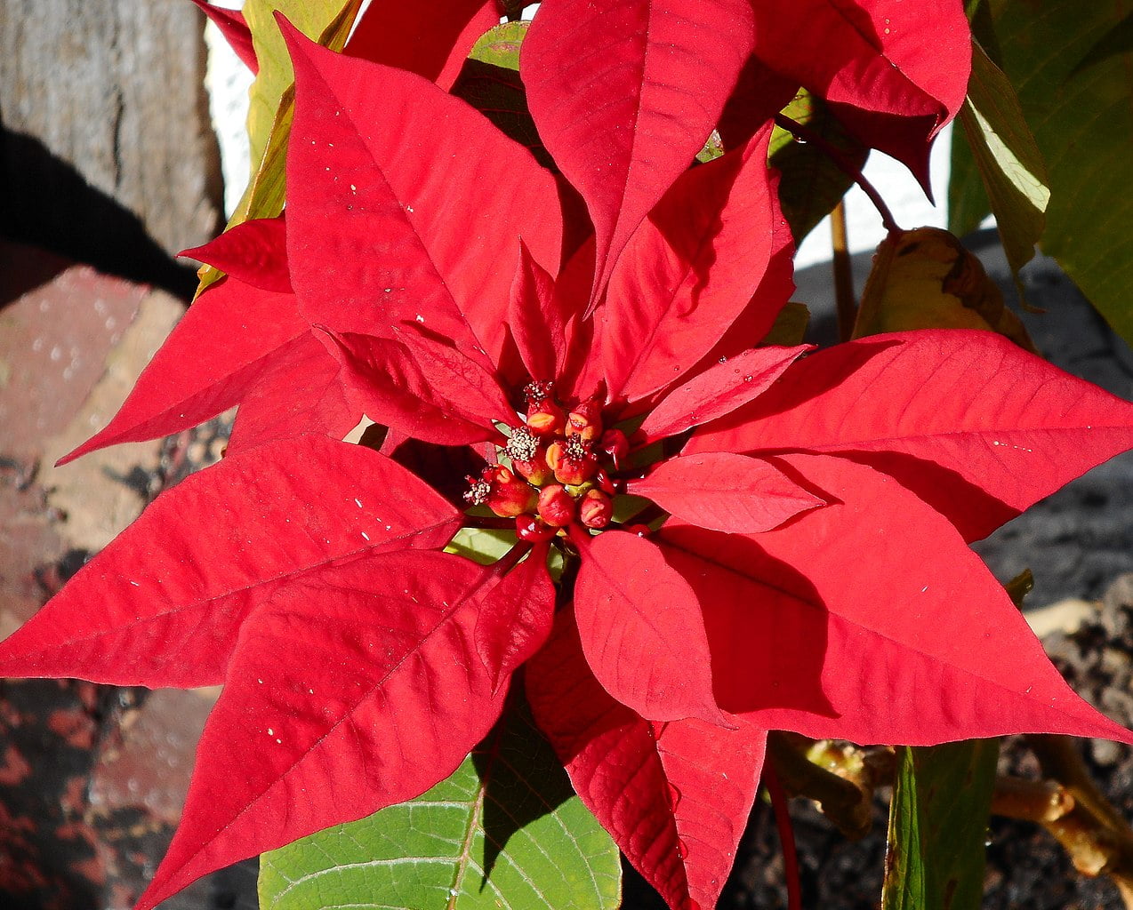 Poinsettia