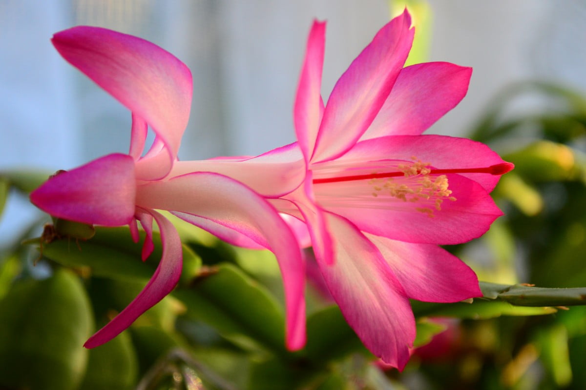 Schlumbergera