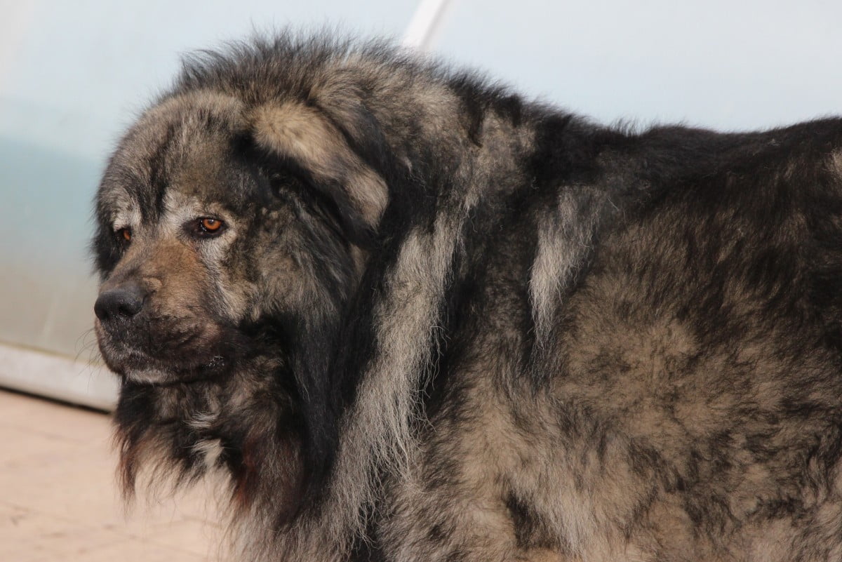 Caucasian Shepherd