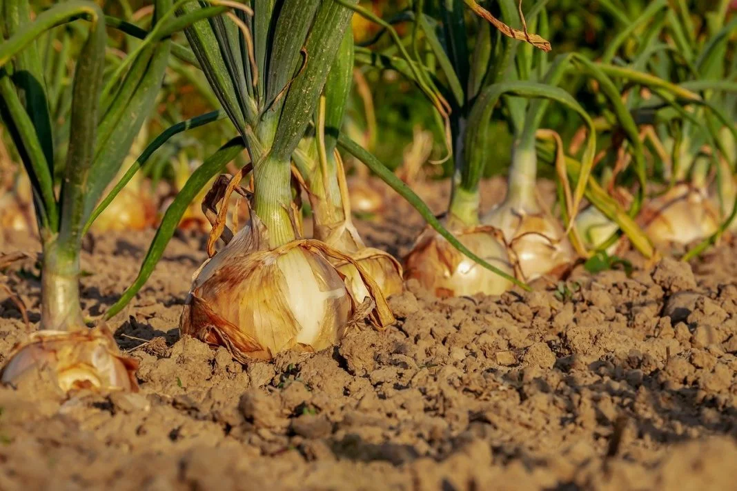 Ce legume puteți cultiva iarna în grădina personală