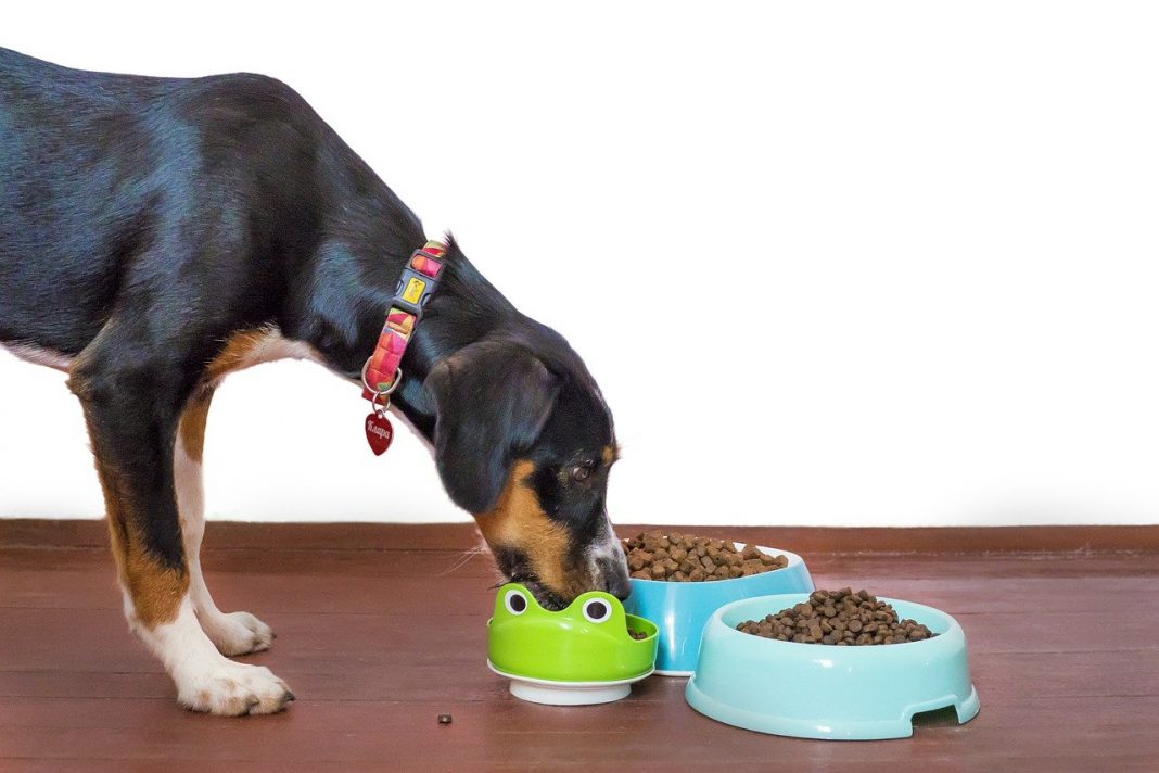 Ce oferim câinilor mâncarea gătită sau specială Vezi ce spun specialiștii