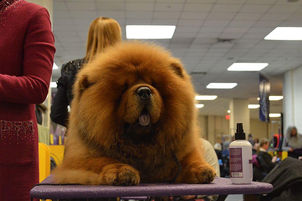 Chow Chow