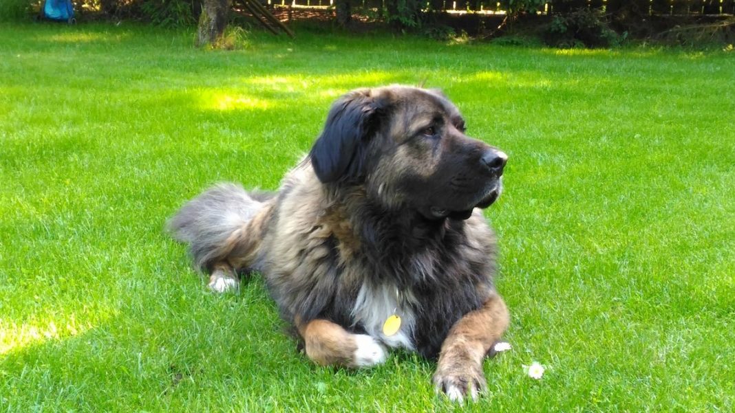 Ciobănescul Caucazian (Caucasian Shepherd), inițial un câine de vânătoare