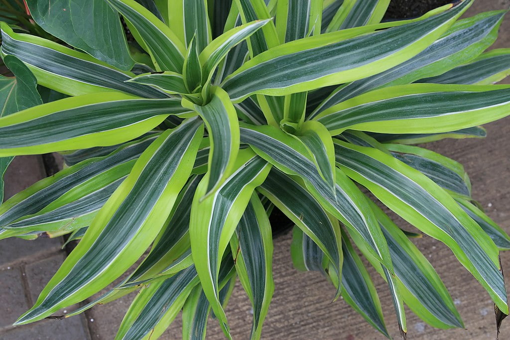 Dracaena