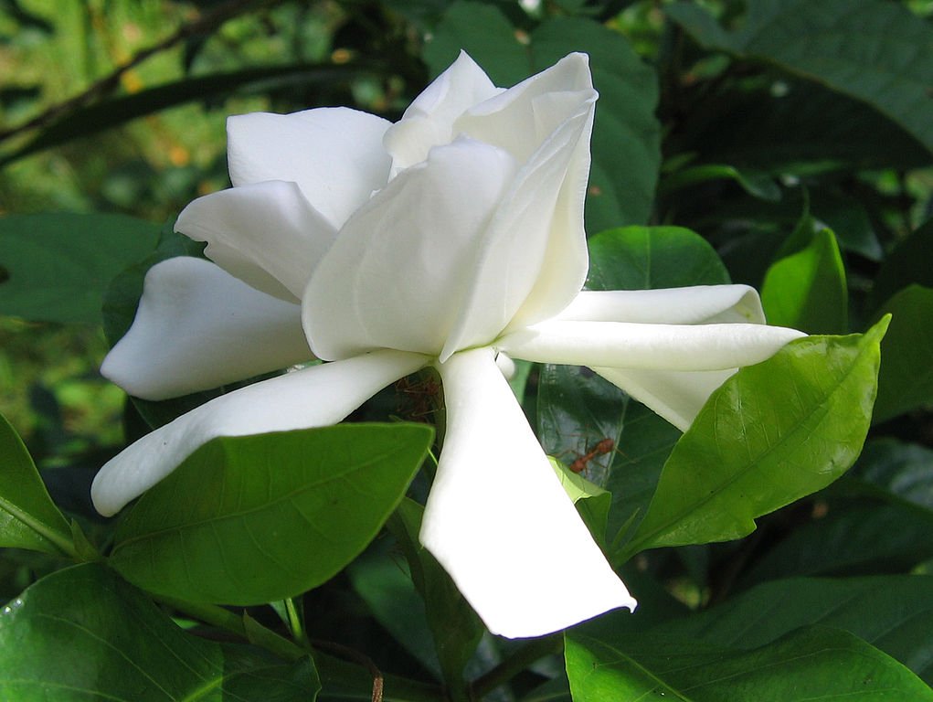 Gardenia