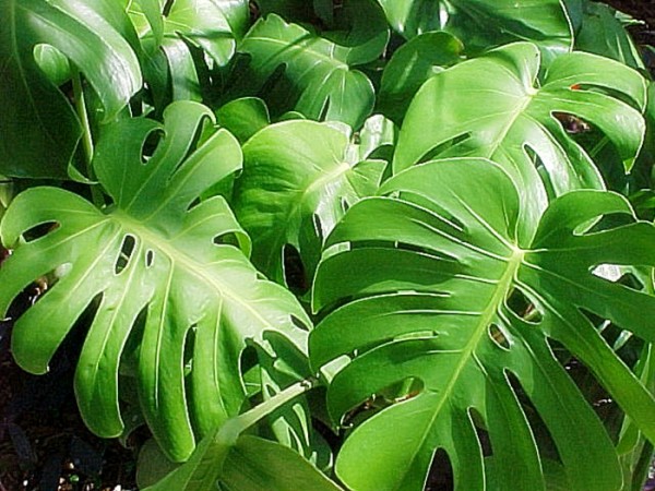 Philodendron, Foto: farmsouz.ru