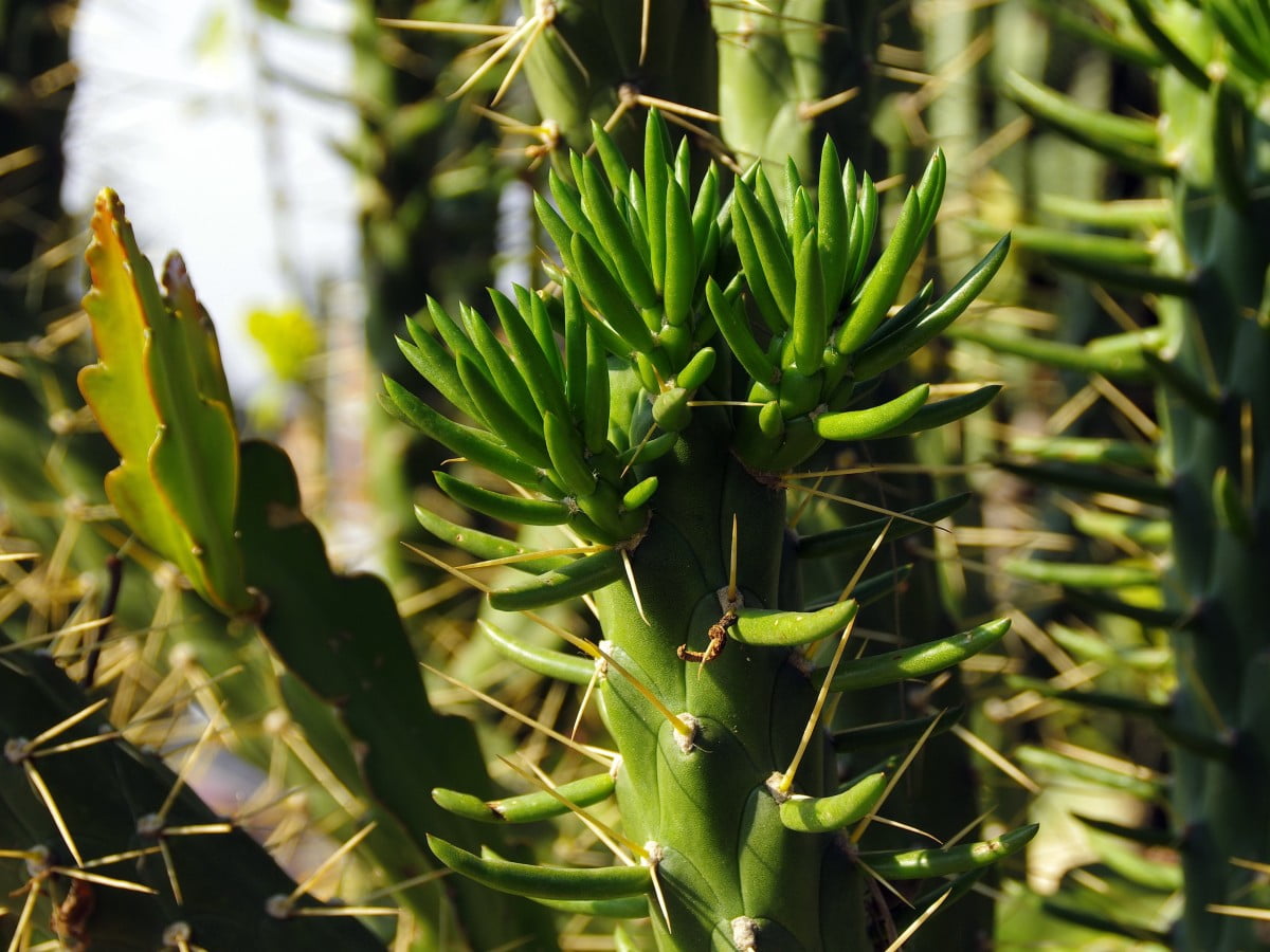 cactus